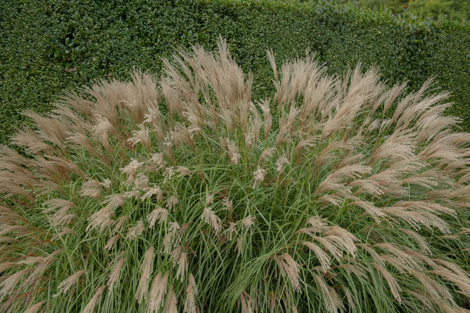 Glansmiskantus 'Adagio', syn. japanskt gräs, 2L - bild 1