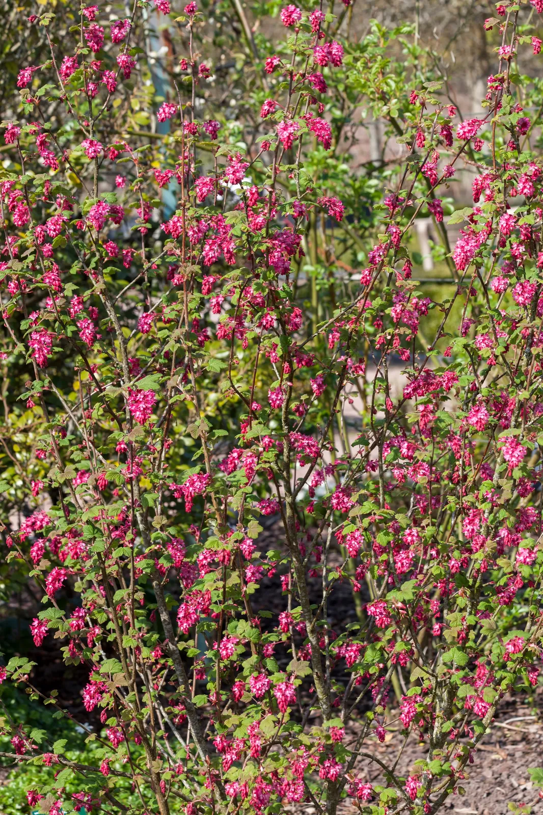 Rosenrips 'King Edward VII' - bild 5