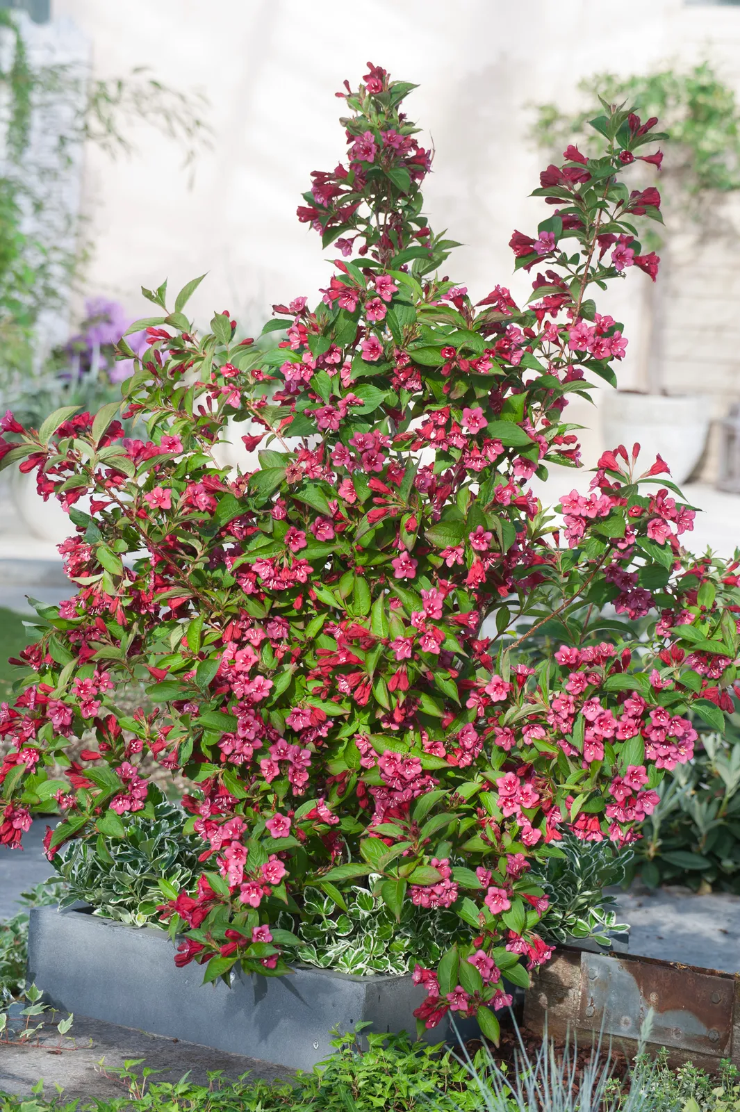 Prakttry 'Bristol Ruby' - bild 2