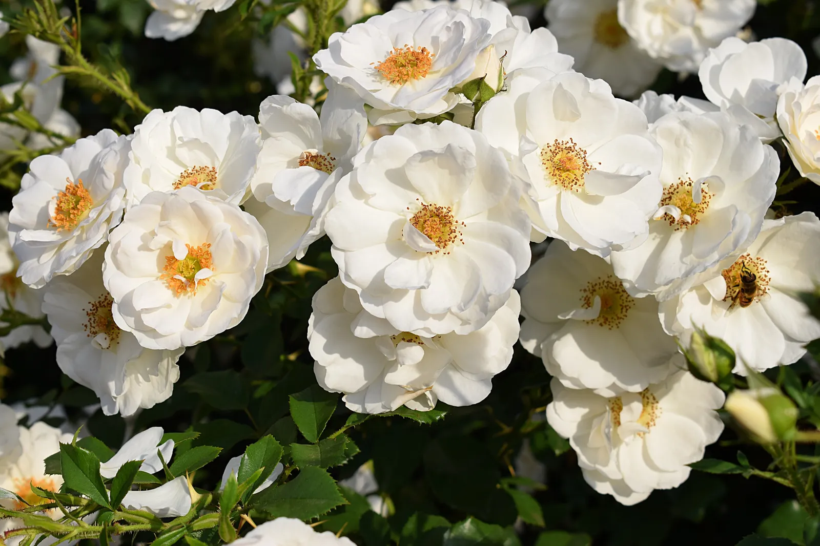 Modern buskros DIAMOND BORDER® ('Pouldiram') - bild 3