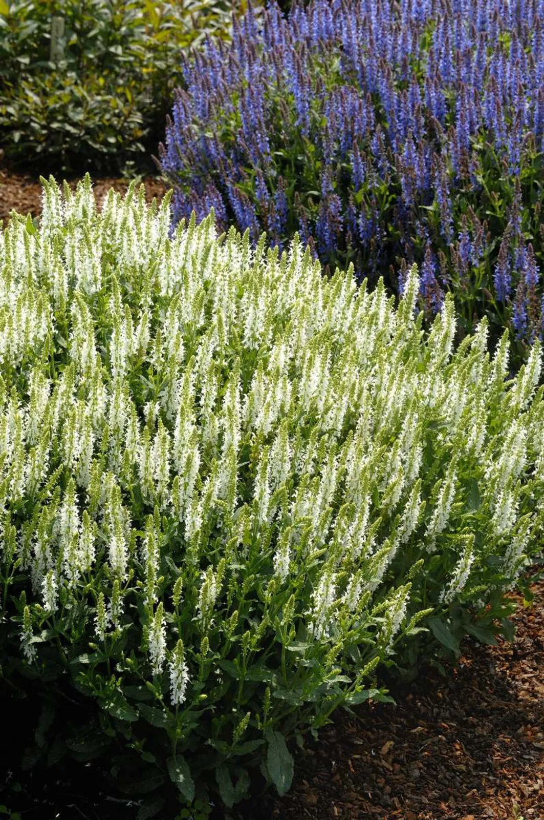 Skogssalvia 'Schneehügel' med vita blommor, elegant perenn som blommar rikligt hela sommaren.
