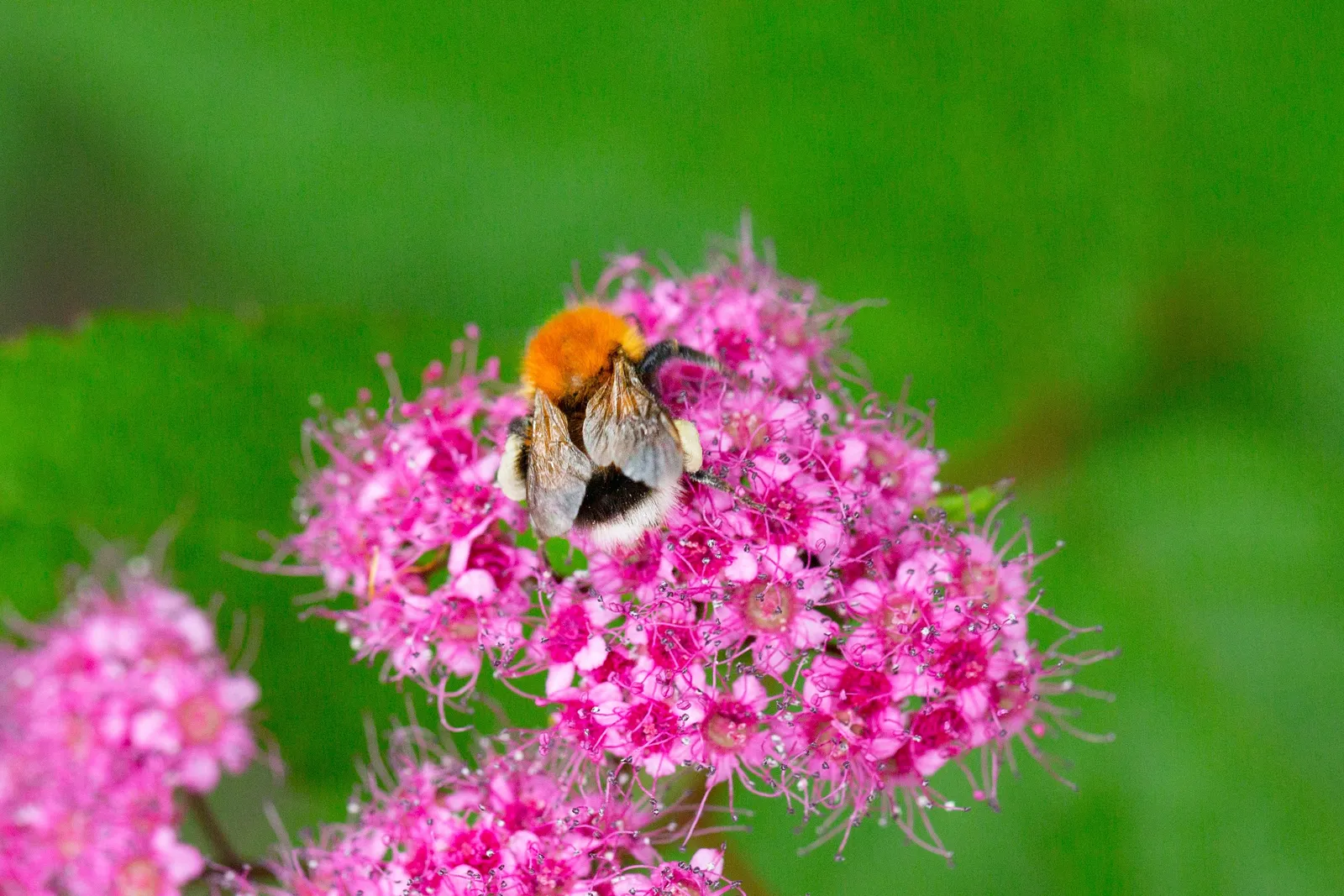 Rosenspirea - bild 3