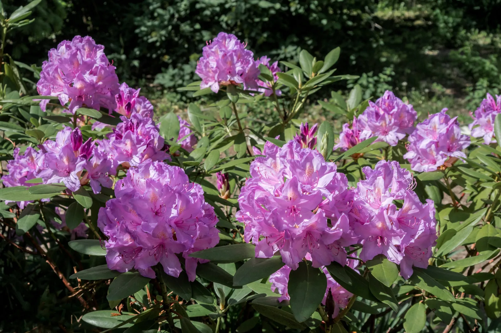 Parkrododendron 'Catawbiense Grandiflorum', 30-40 cm - bild 4
