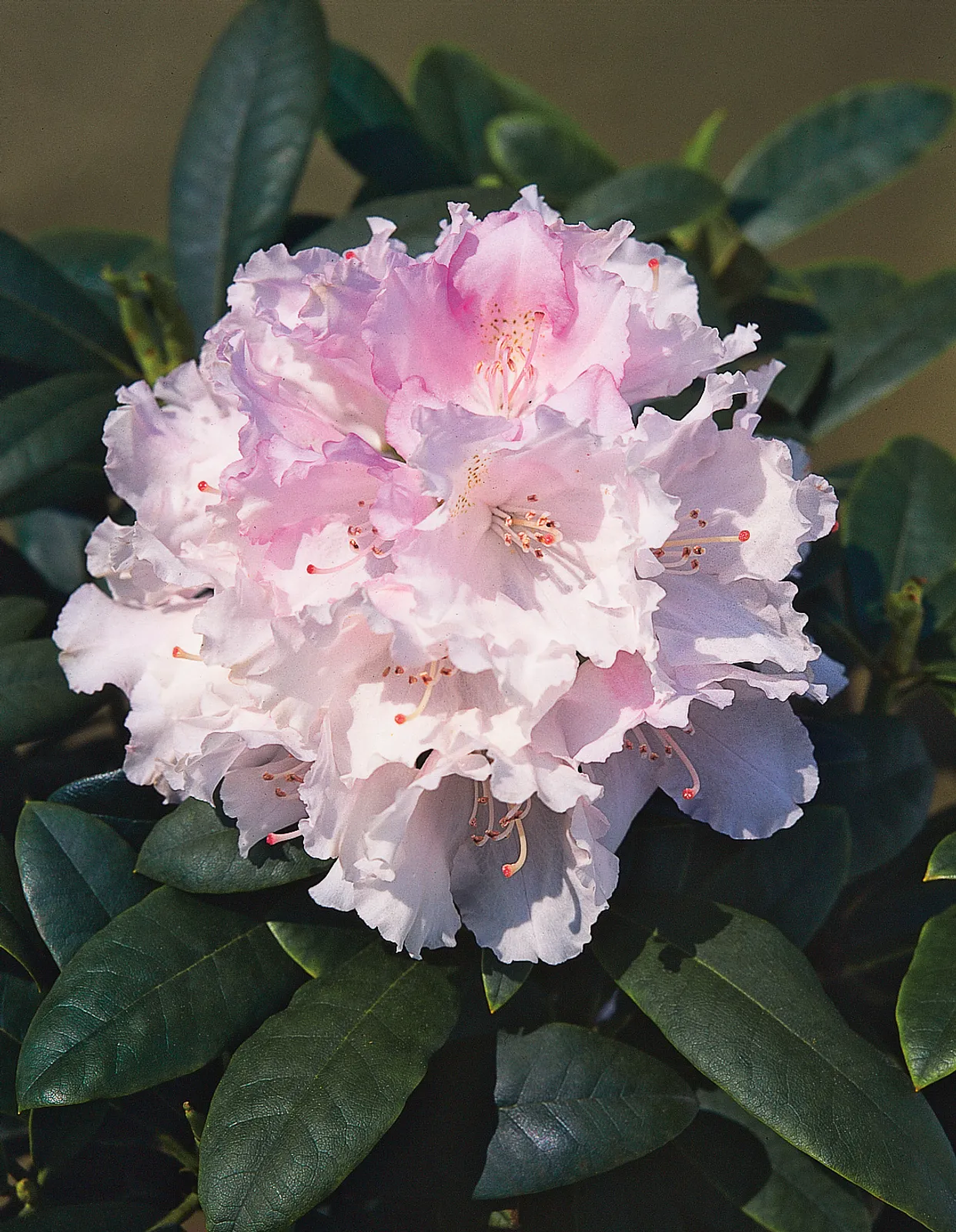 Yakushimanum-rododendron 'Silberwolke', 25-30 cm - bild 2