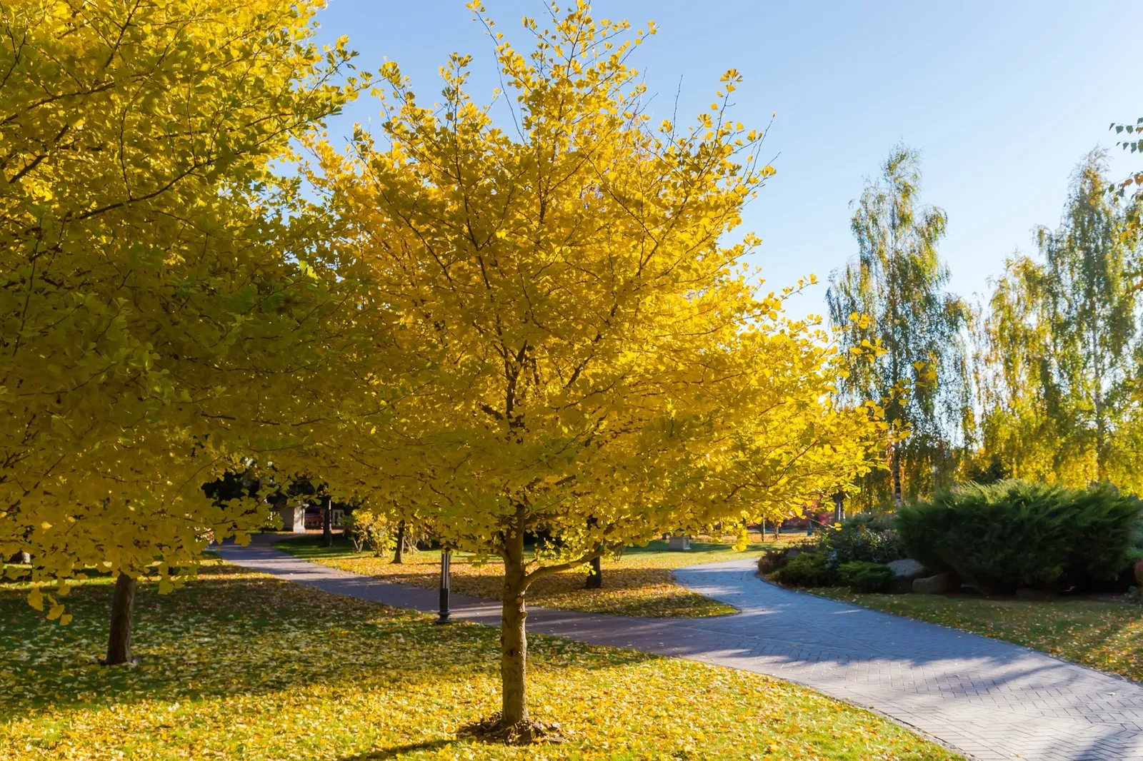 Ginkgo, 60-80 cm - bild 6