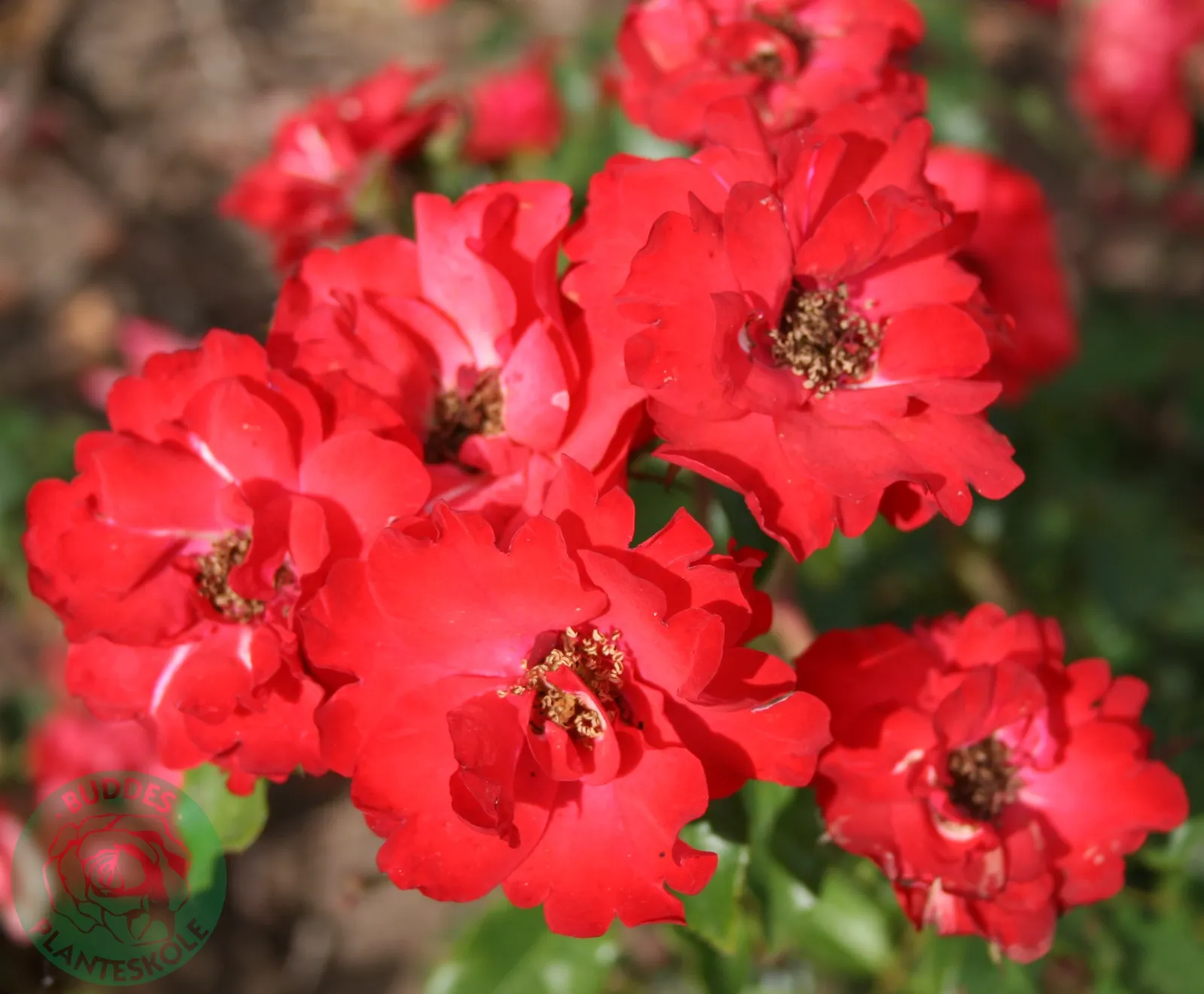 Floribundaros LA SEVILLANA ('Meigekanu') - bild 2