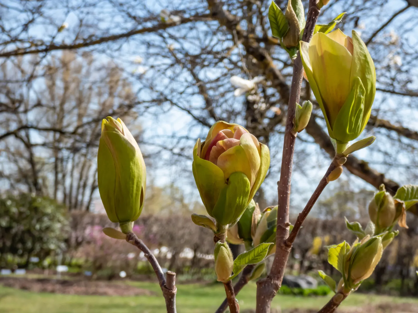 Magnolia 'Sunsation', sol 60-80 cm, co/kl - bild 2