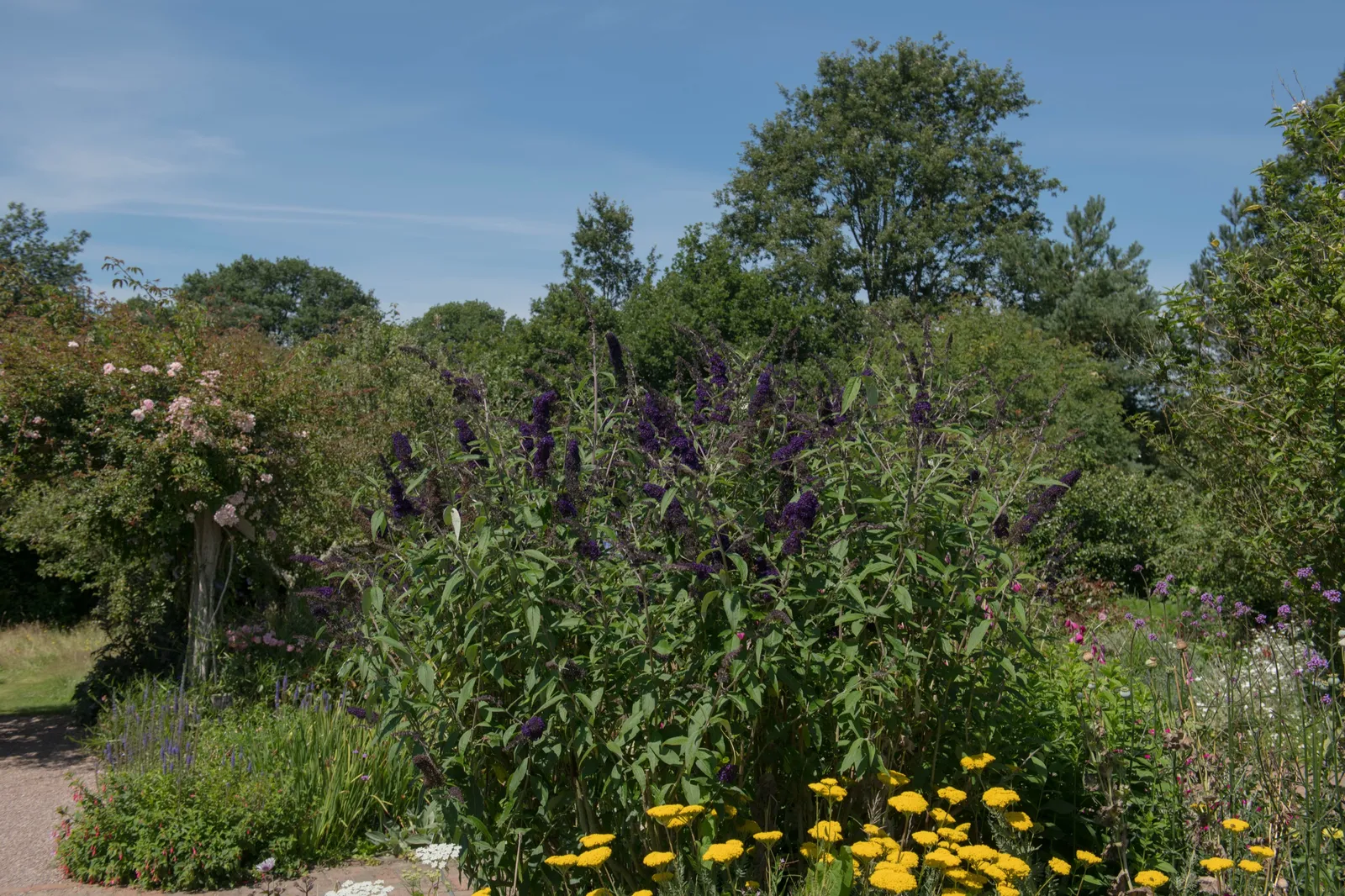 Syrenbuddleja 'Black Knight' - bild 5