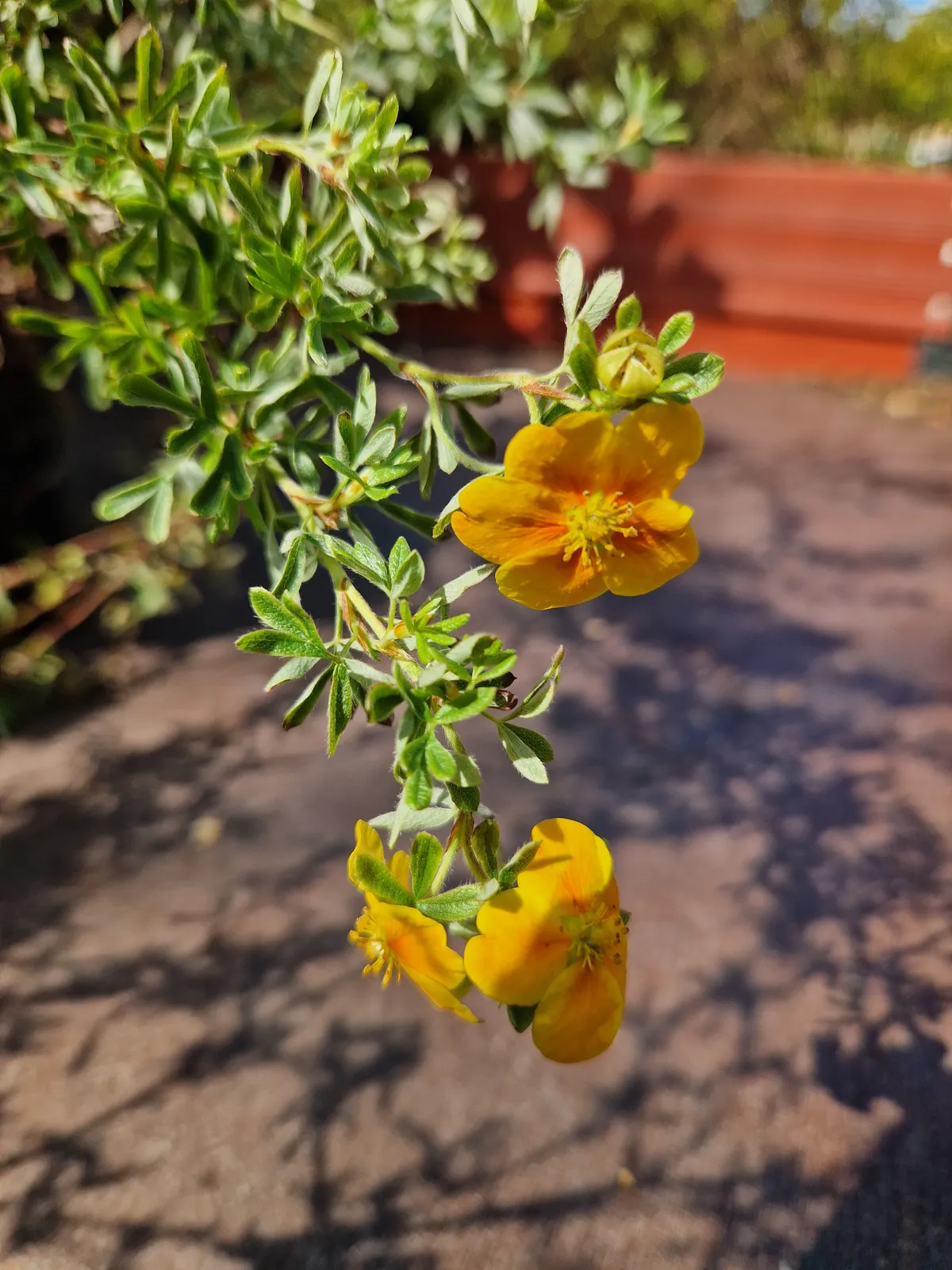 Trädgårdstok 'Hopsleys Orange' - bild 5