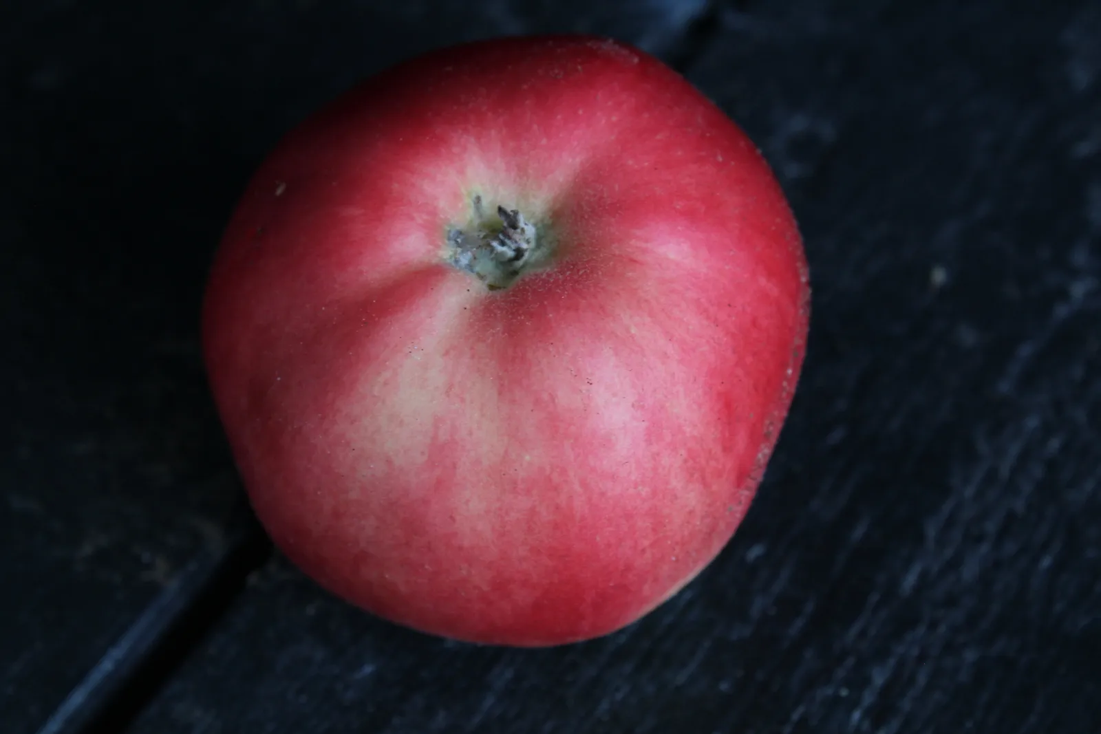 Äpple 'Mio' E, inkl. uppbindnings kit - bild 3