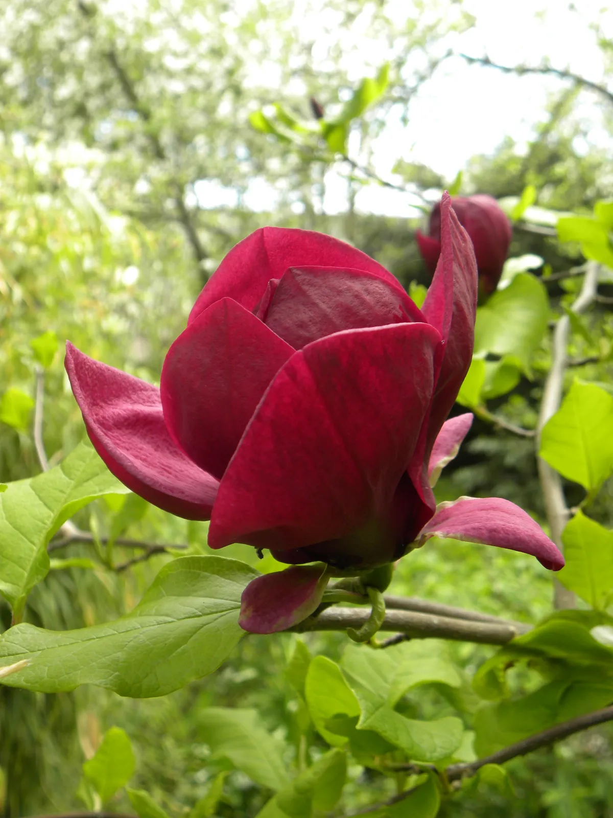 Rosenmagnolia 'Genie'PBR - bild 7
