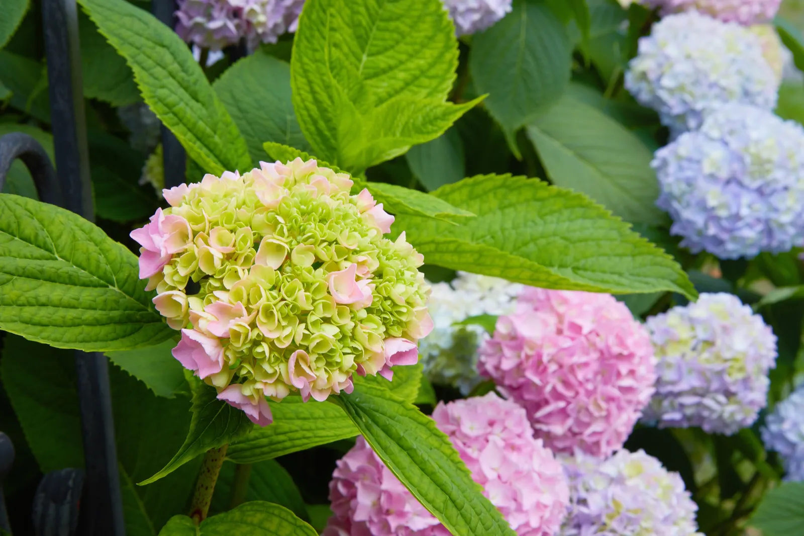 Hortensia THE ORIGINAL ('Bailmer') - bild 3