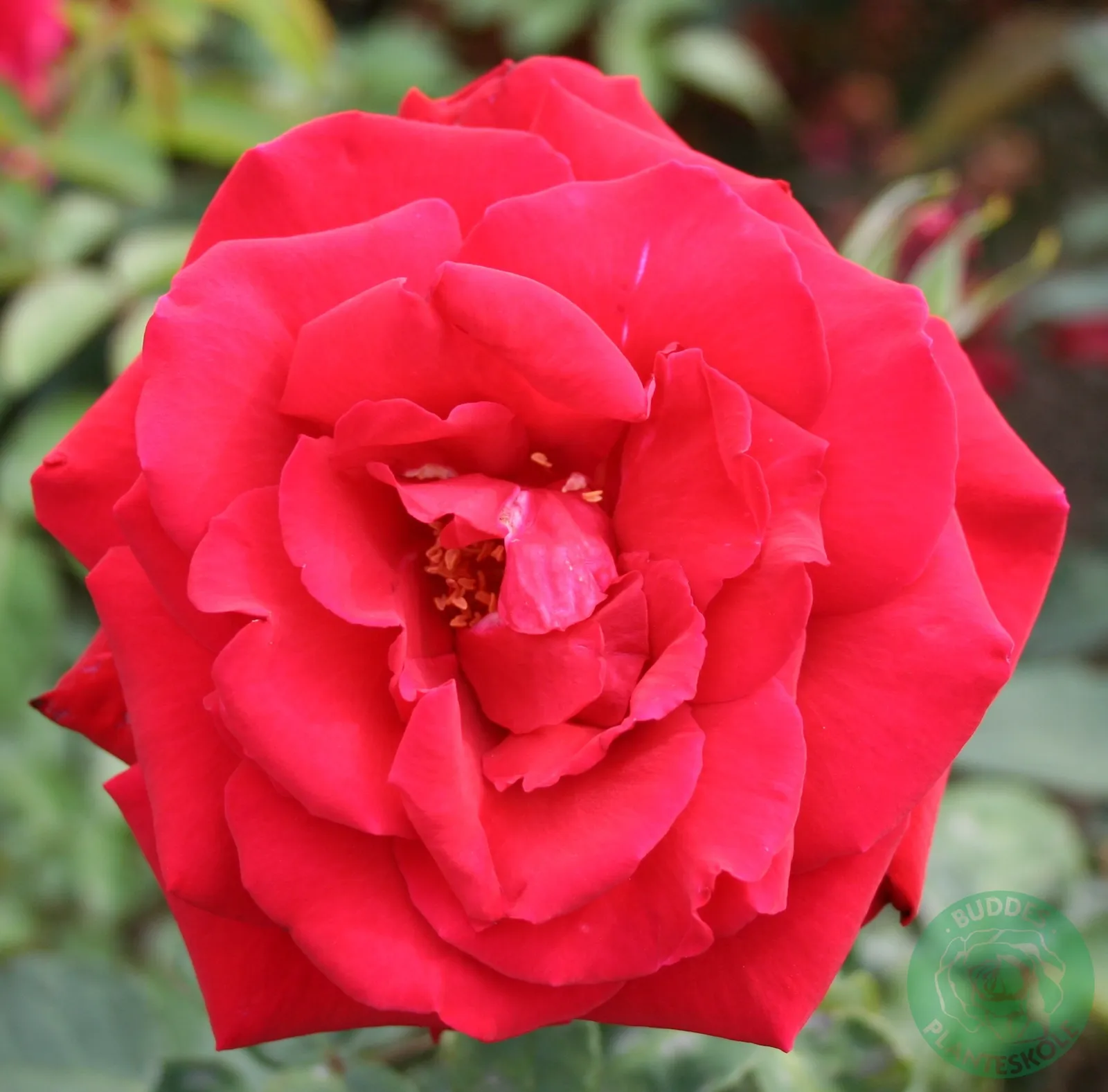 Tehybridros 'Erotika' - bild 2