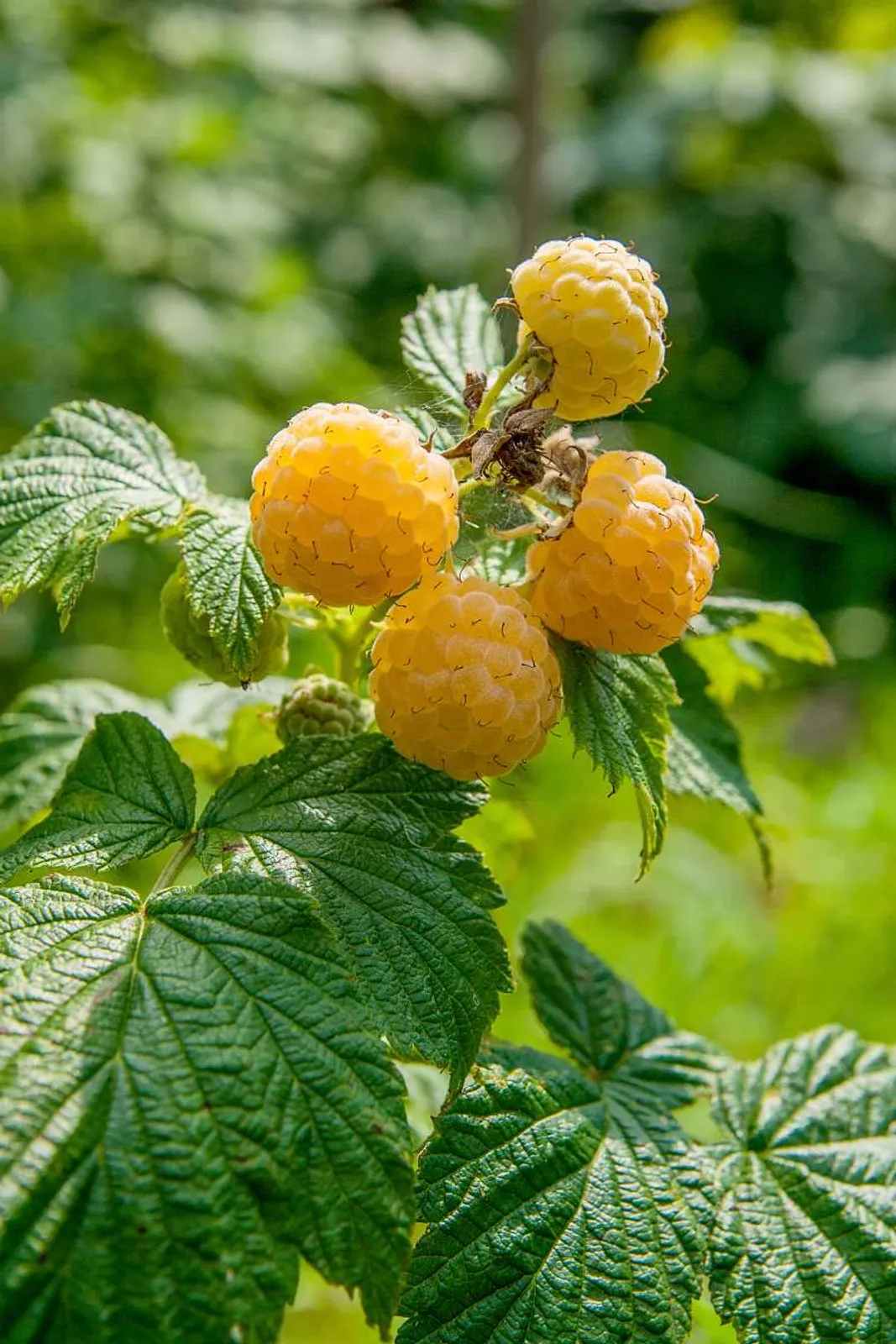 Hösthallon 'Fallgold' med gula söta bär på hösten, ett unikt och dekorativt hösthallon.