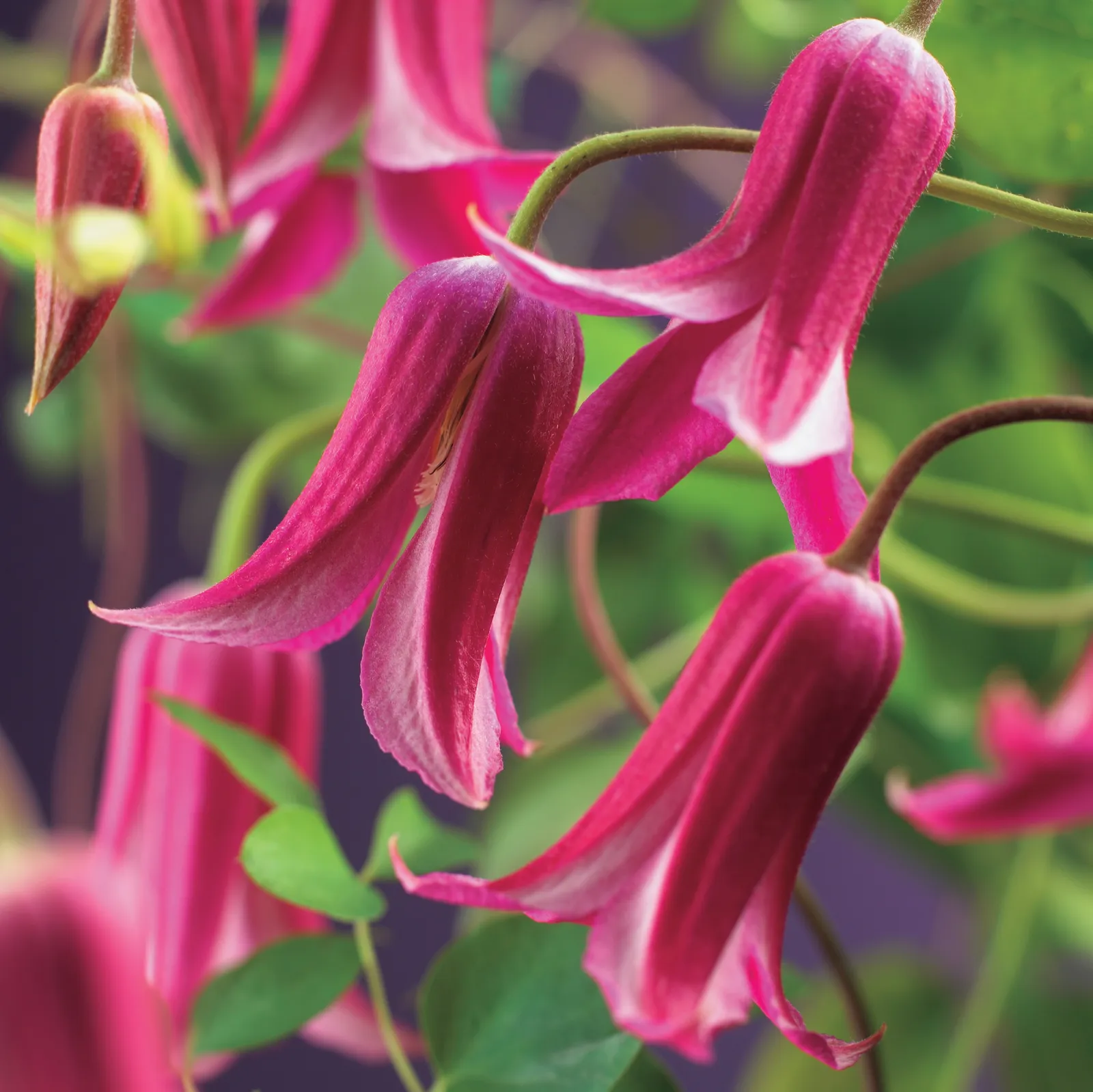 Texensis-klematis 'Princess Diana' - bild 1