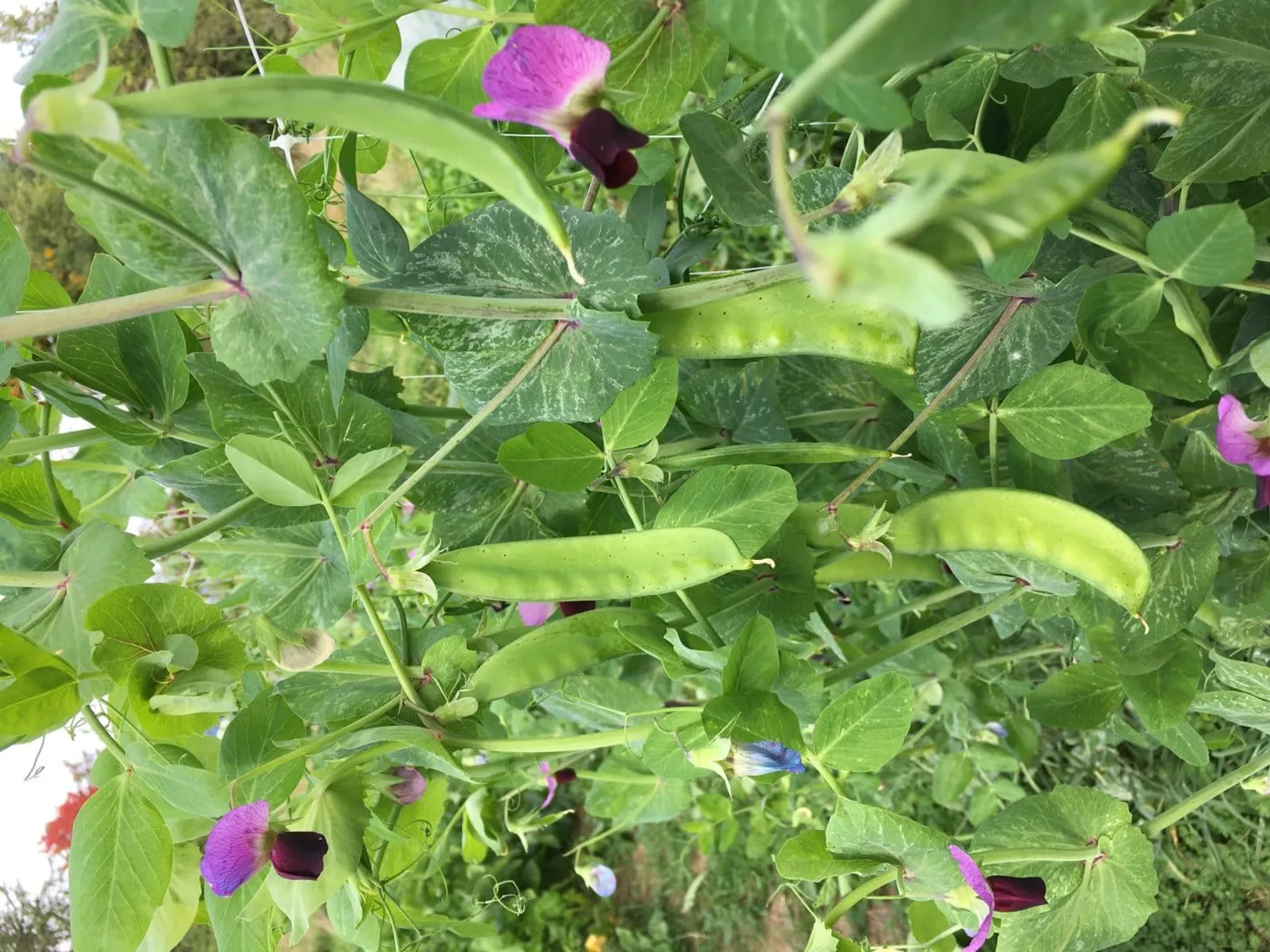Spritärt Blauwschokker med gröna ärtor, lila blommor och frodig växtlighet