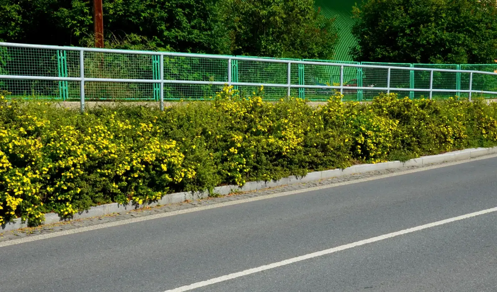 Trädgårdstok 'Goldfinger', 30-50 cm — detalj 3