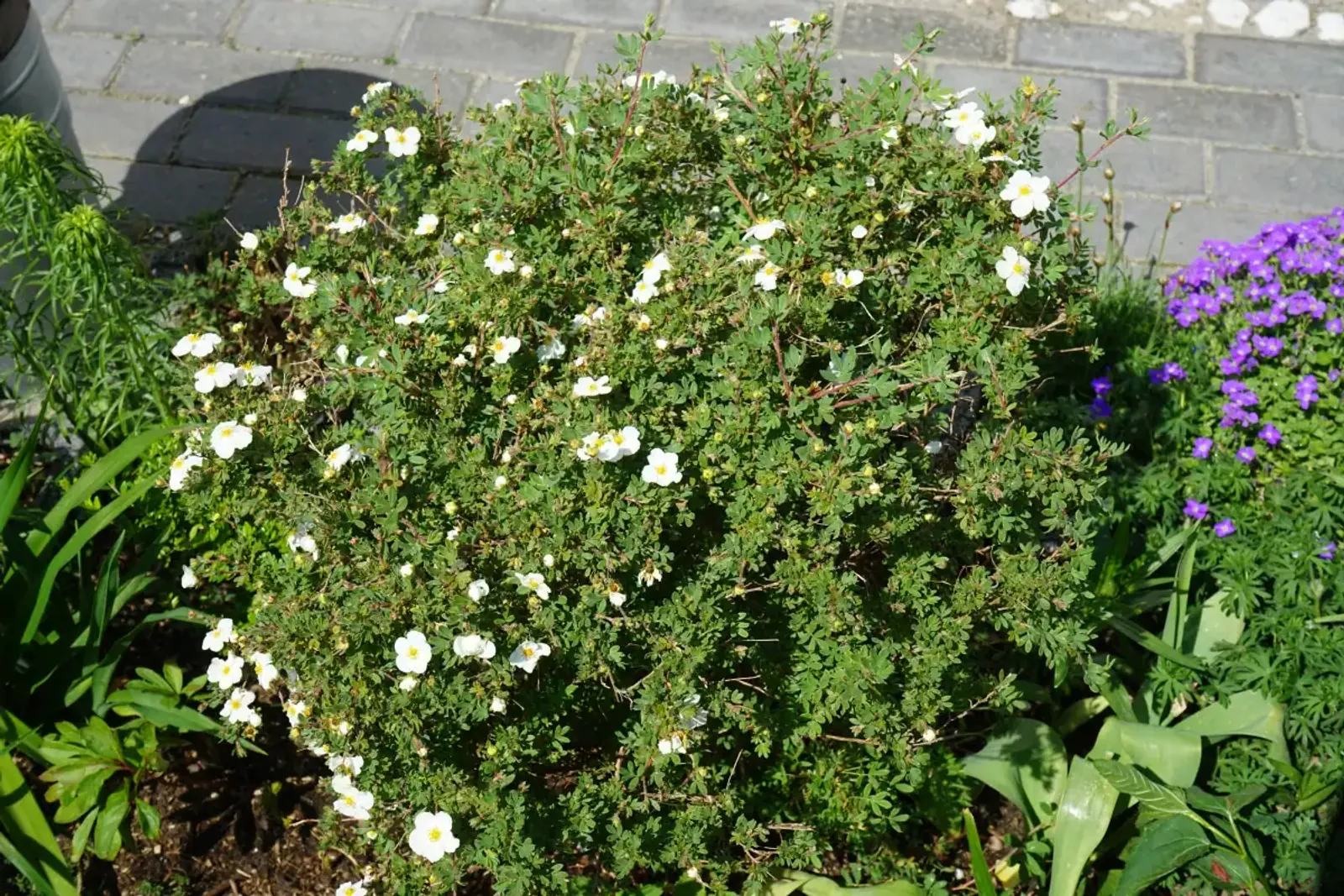 Trädgårdstok 'Abbotswood', 30-50 cm — detalj 5