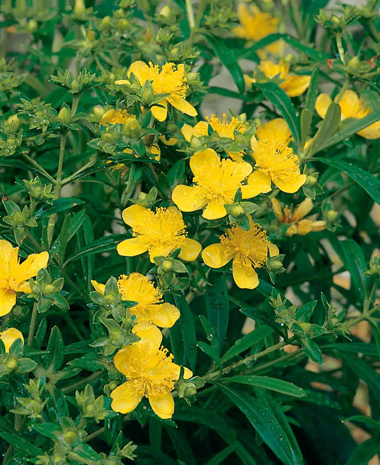 Knapphyperikum 'Gemo', 100-pack — närbild