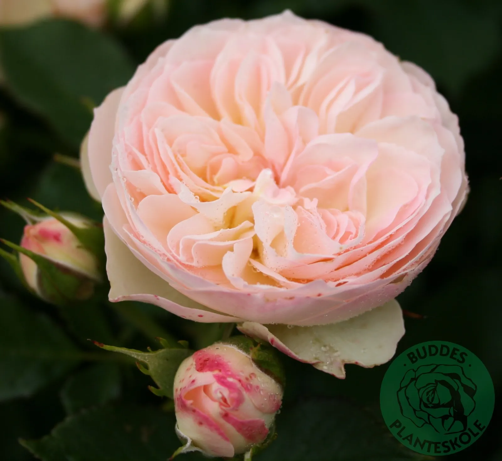 Floribundaros PASTELLA ('Tan98130'PBR) - bild 2