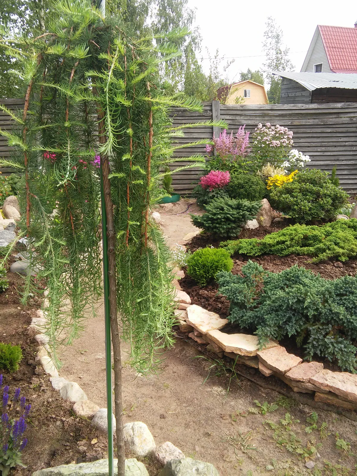 Japansk lärk 'Stiff Weeper', Sh 120 - bild 1