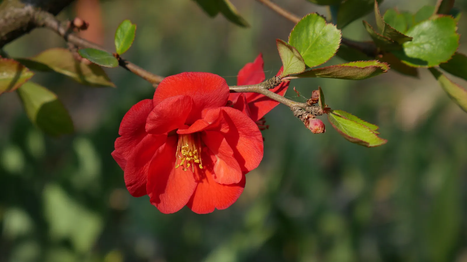 Hybridrosenkvitten 'Nicoline' - bild 6