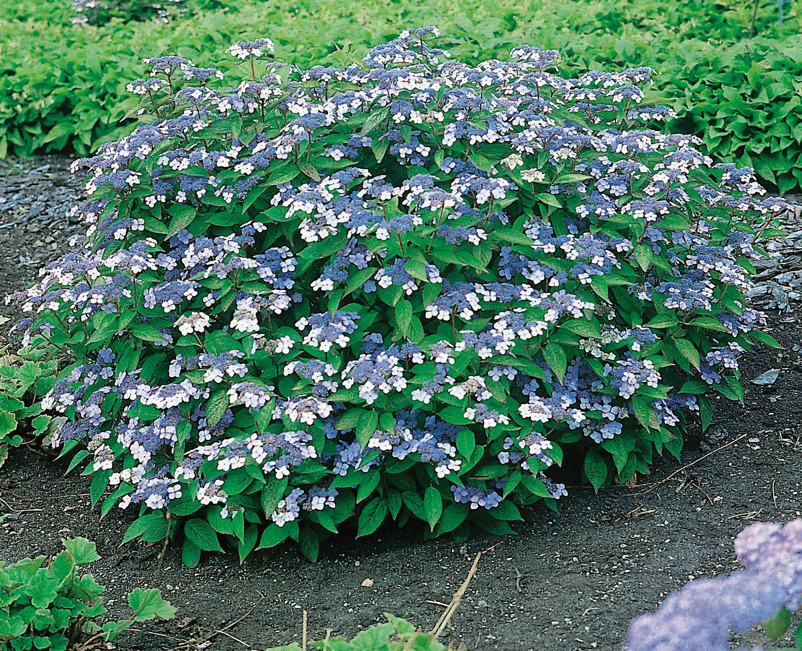 Purpurhortensia 'Bluebird' - bild 1