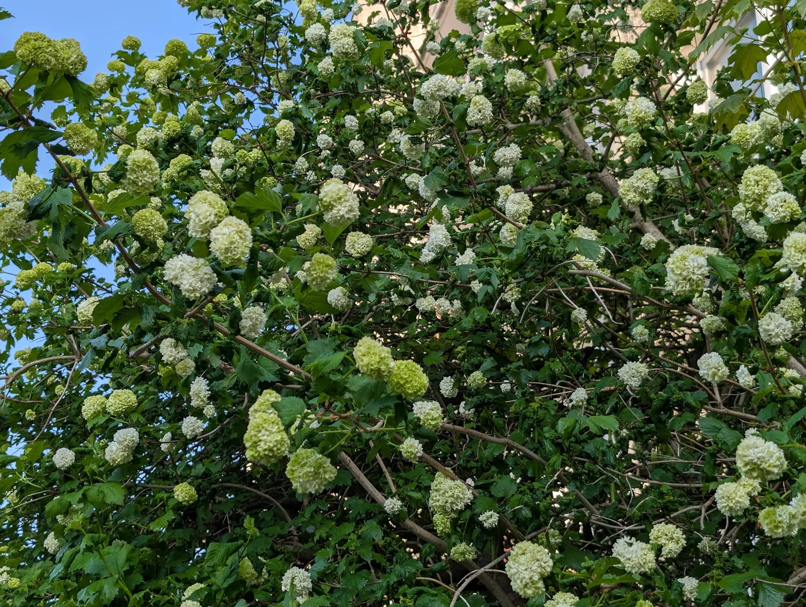 Snöbollsbuske 'Roseum' - bild 7