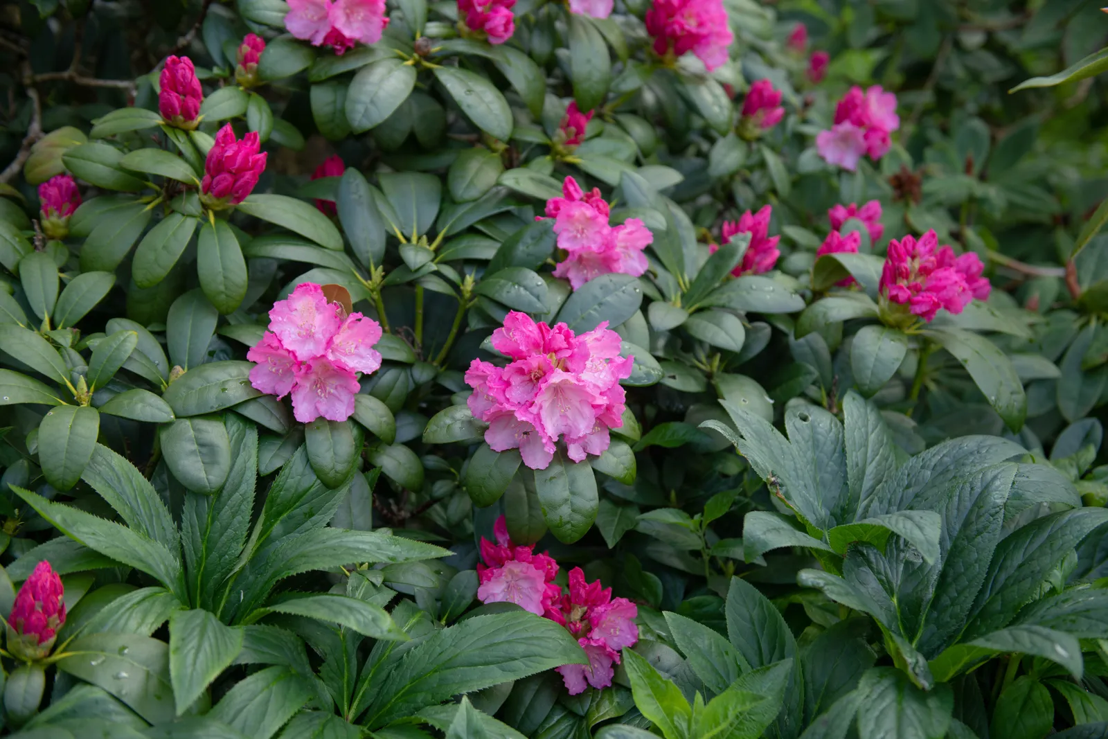 Yakushimanum-rododendron 'Polaris', 25-30 cm - bild 4