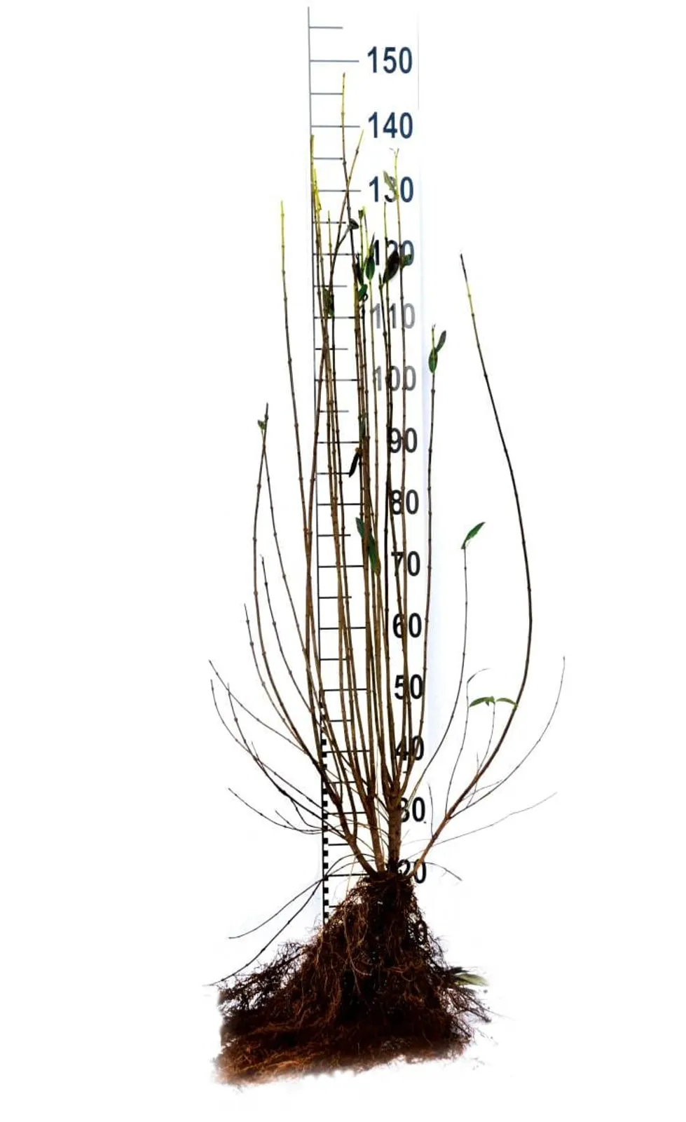Vinterliguster 'Liga', 125-150 cm, Goliat — detalj 5