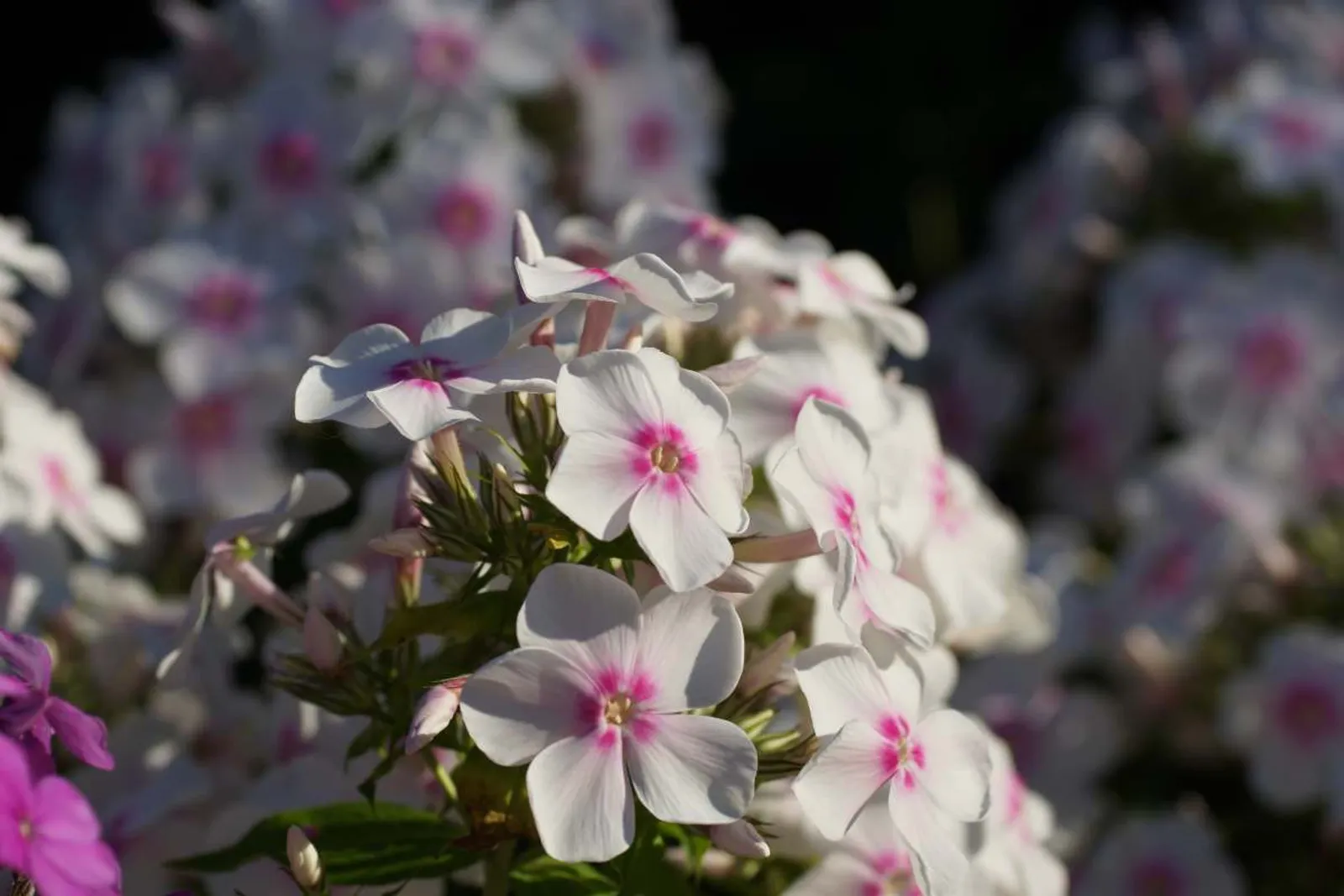 Höstflox 'Ingeborg Från Nybro' med rosa blommor, klassisk doftande sensommarperenn.