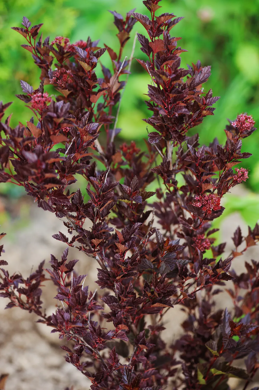 Smällspirea TINY WINE ('Smpotw'PBR) - bild 2