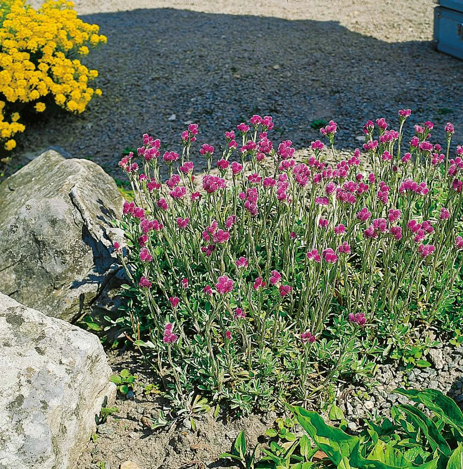 Kattfot 'Rubra' med rosa-röda blommor och silvriga filthåriga blad, en lågväxande marktäckare.