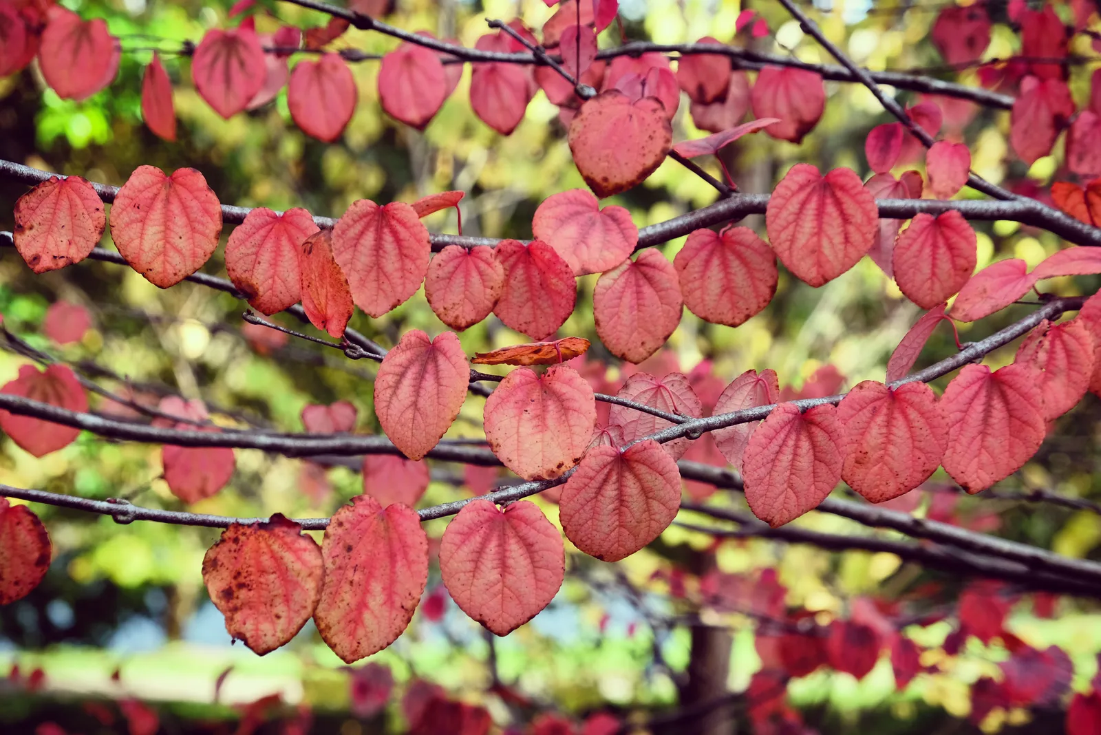 Katsura - bild 4