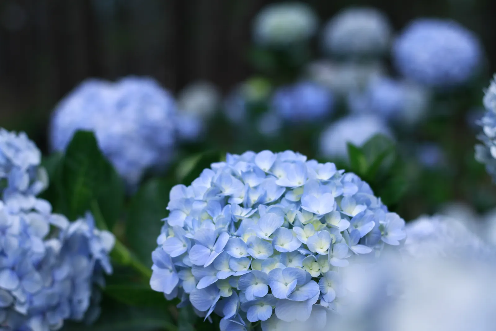 Hortensia 'Nikko Blue' - bild 3