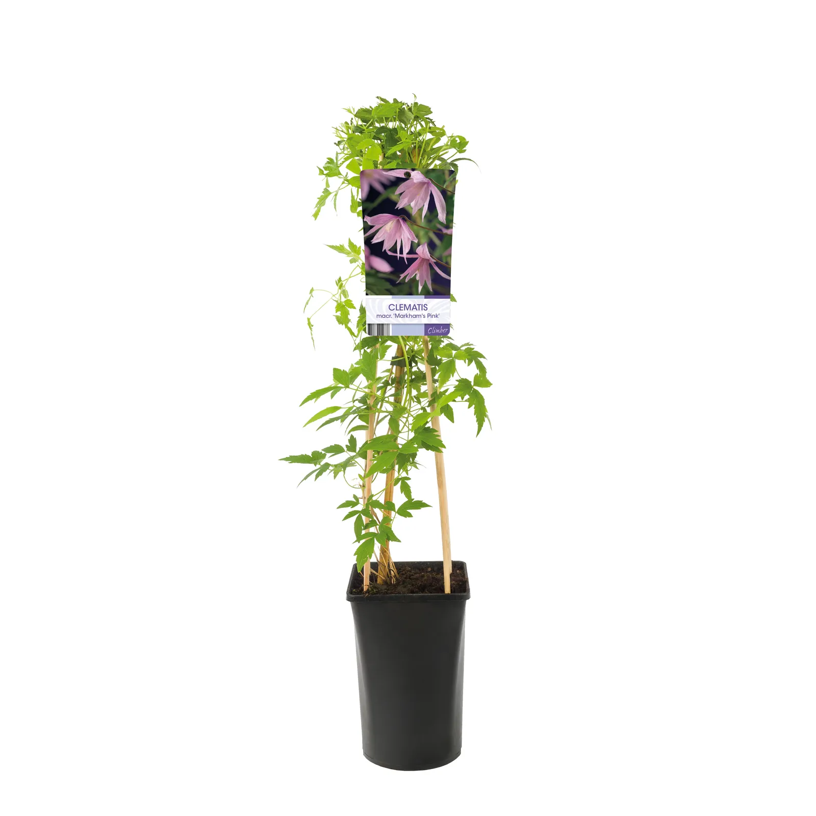 Atragene-klematis 'Markham's Pink' - bild 2