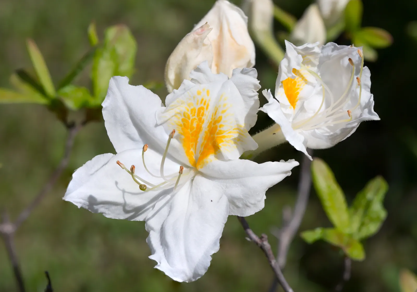 Trädgårdsazalea 'Persil', 30-40 cm - bild 2