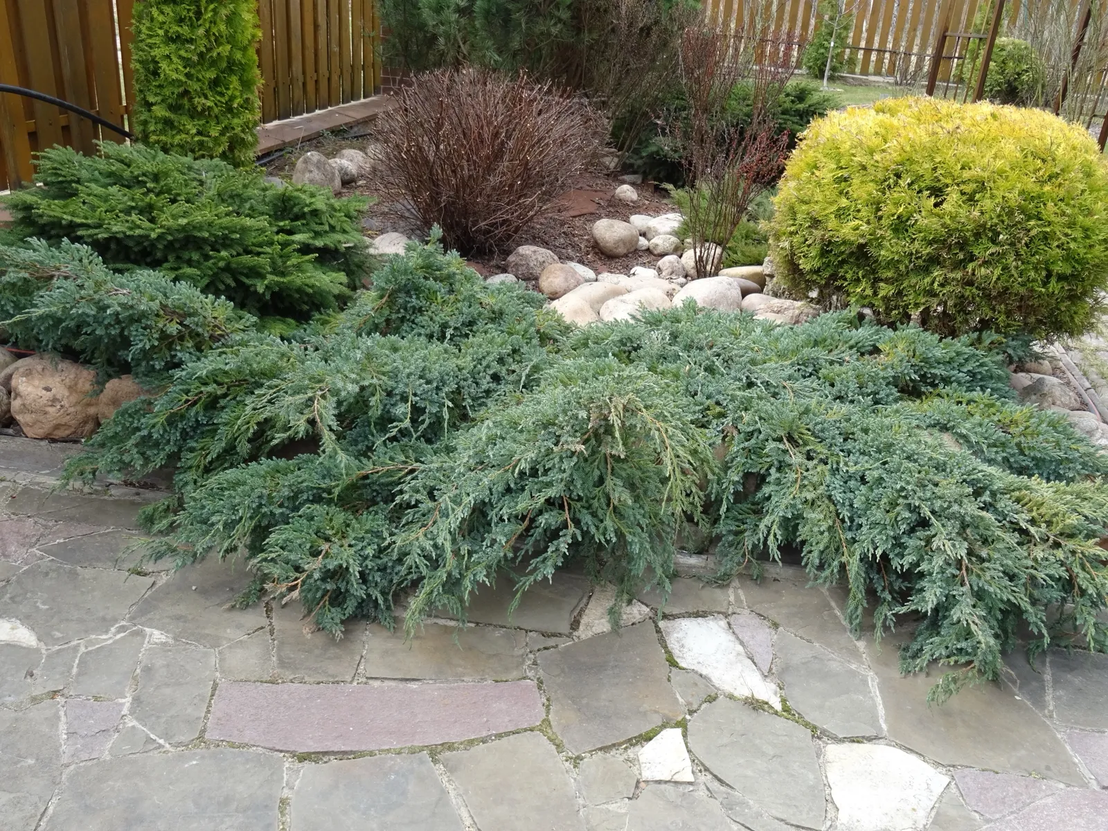 Himalaya-en 'Blue Carpet', 30-40 cm - bild 2