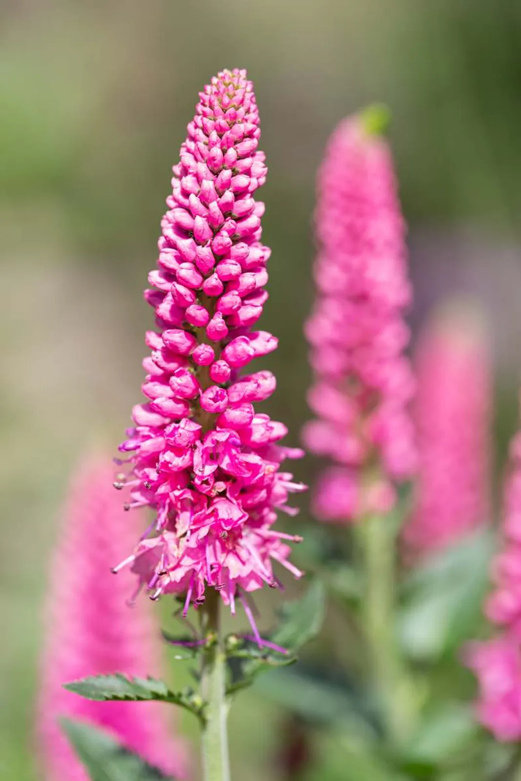 Hällveronika First Love med rosa blommor, kompakt perenn för stenpartier och rabattkanter.