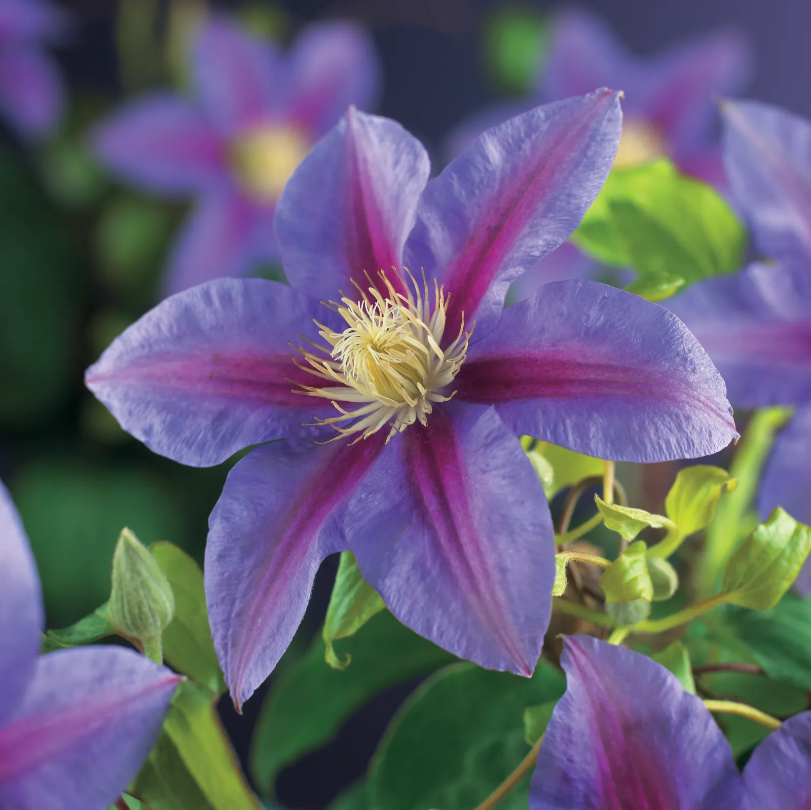 Klematis (Tidiga Storblommiga Gruppen) 'Barbara Jackman' - bild 1