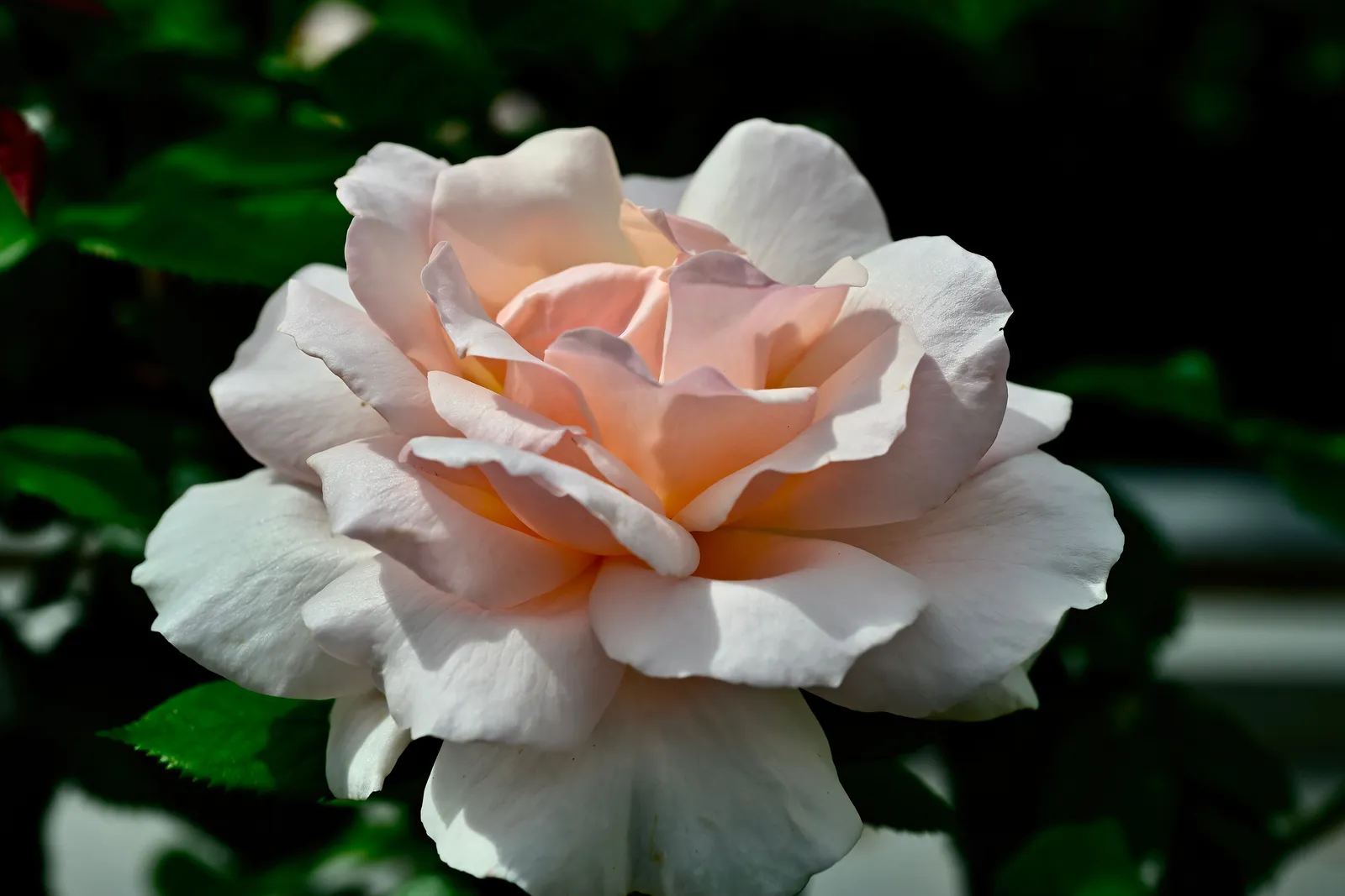Tehybridros A WHITER SHADE OF PALE ('Peafanfare'PBR) - bild 3