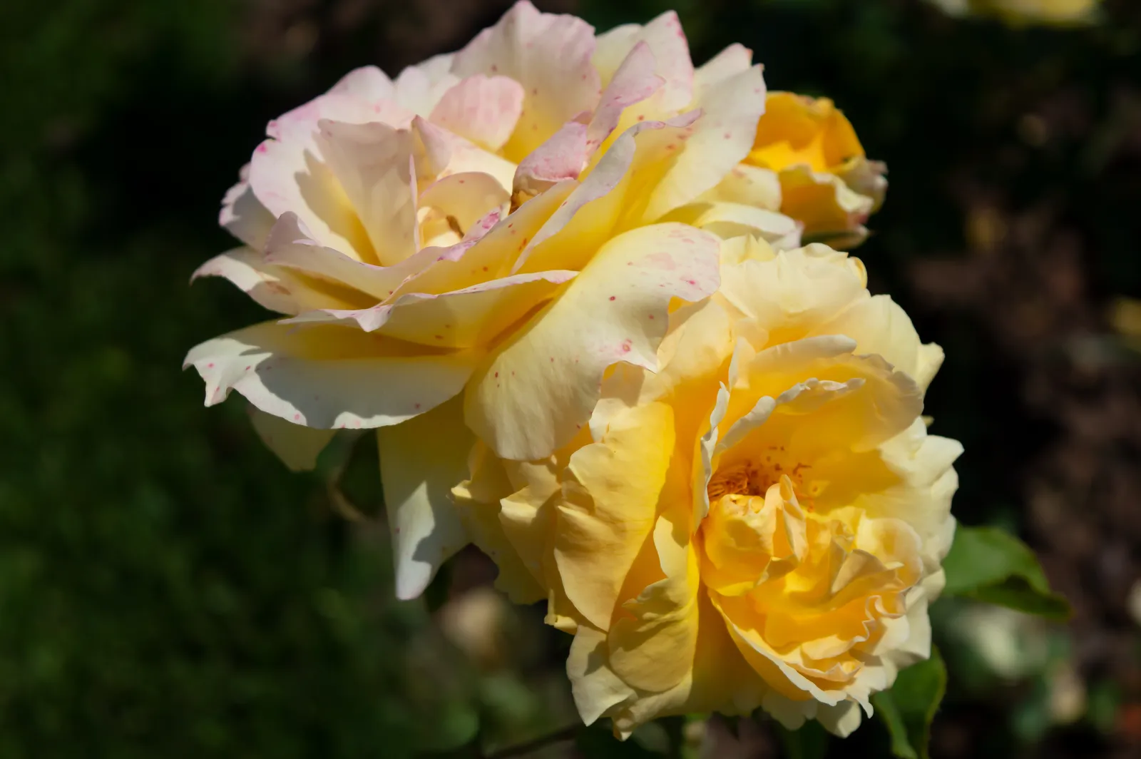 Floribundaros MARSELISBORG ('Poulreb') - bild 3