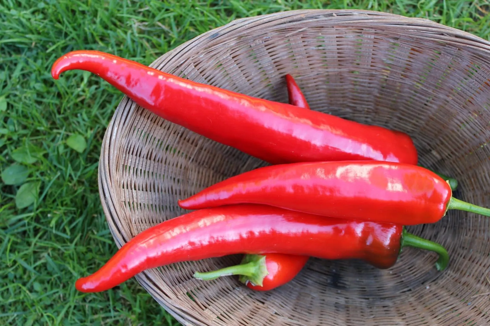 Paprika Korosco ekofrö — gröna koniska paprikor, 13-16 cm för friland