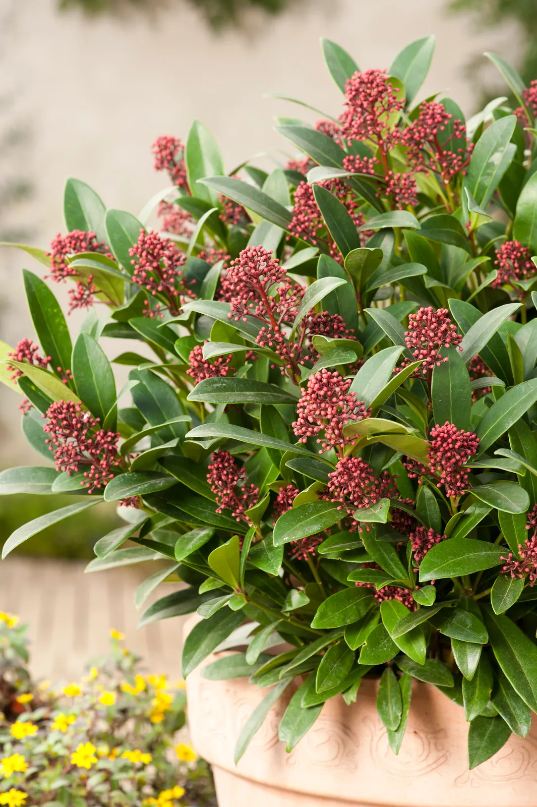 Vinterbär 'Rubella' - bild 1