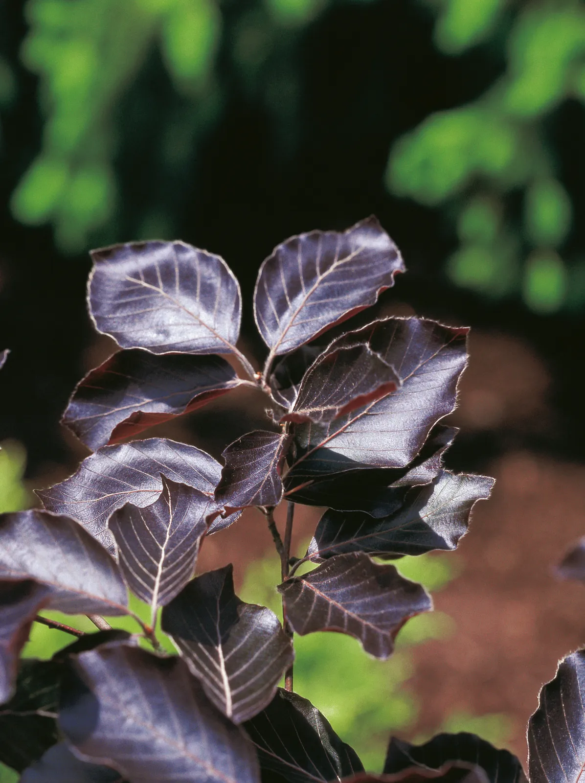 Blodbok 'Riversii', Utr 125-150 - bild 2