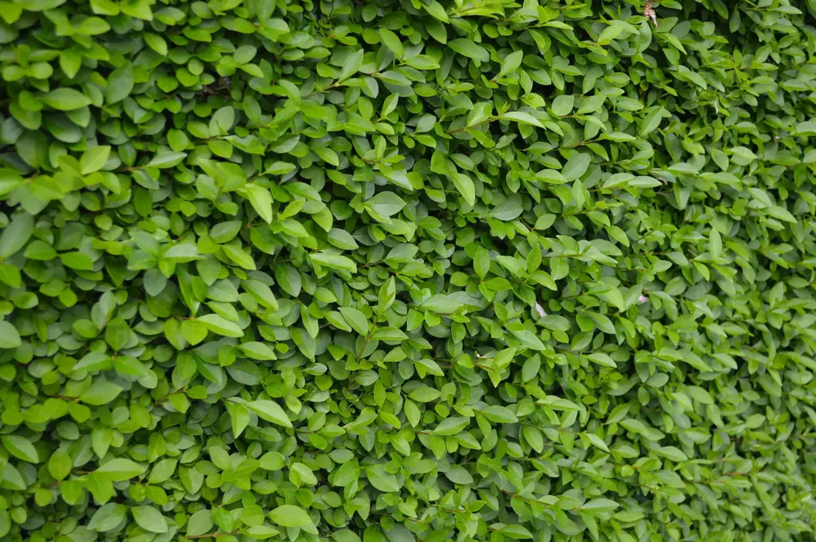 Vinterliguster 'Liga', 50-80, 3-5 grenar cm — detalj 2