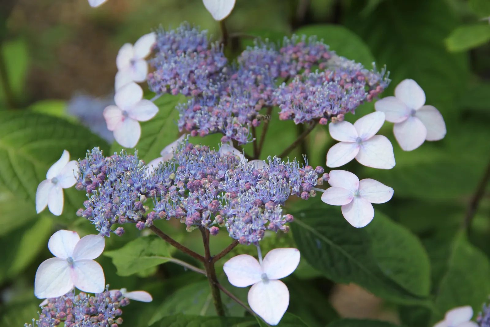 Purpurhortensia 'Bluebird' - bild 3