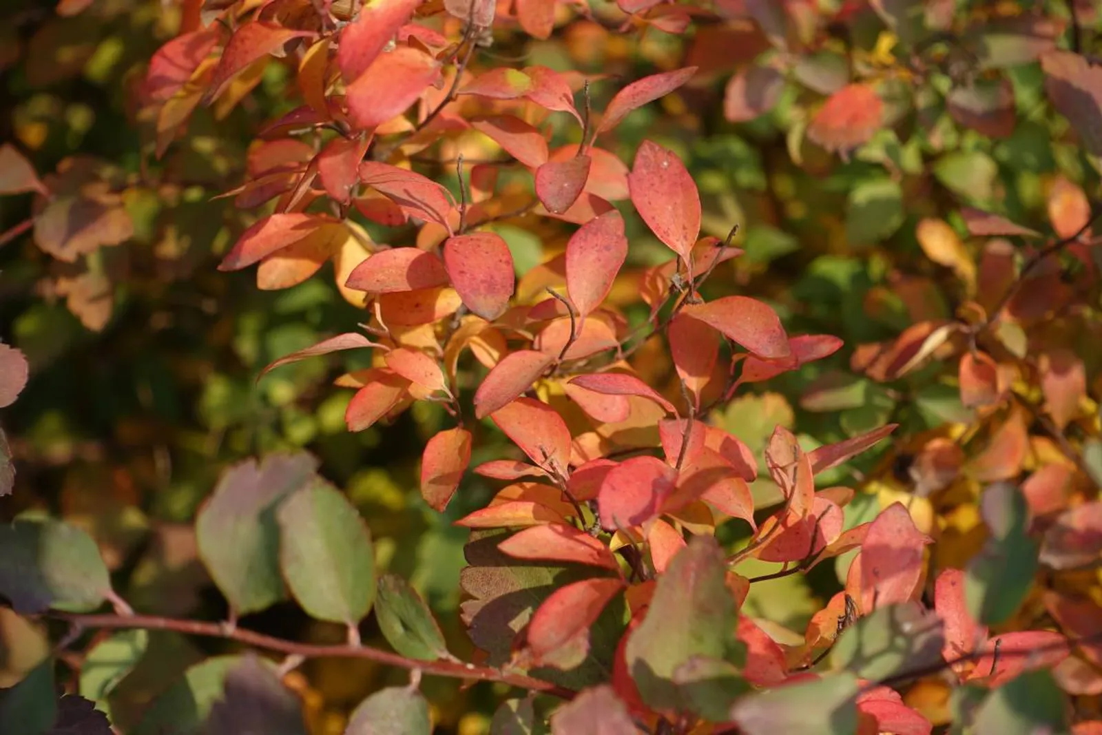 Bukettspirea, 80-100 cm, Goliat — detalj 5