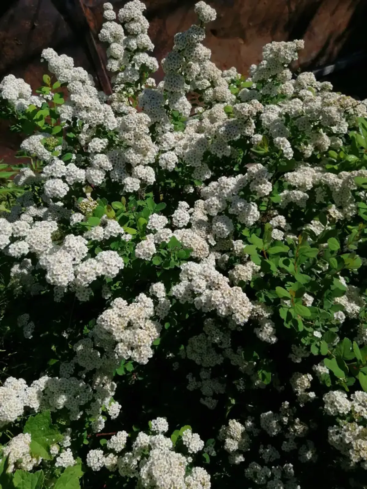 Björkspirea, 15-30 cm — närbild