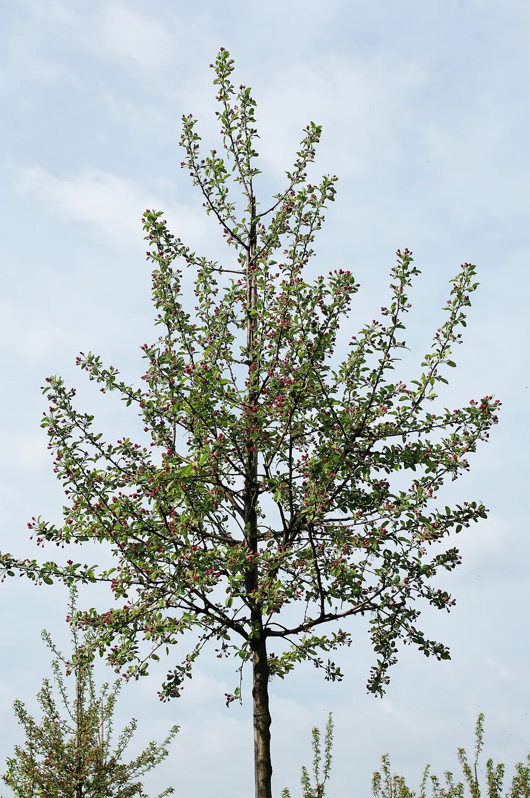 Prydnadsapel 'Evereste', Sh 120 - bild 1
